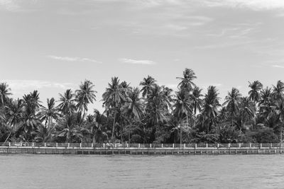 Scenic view of palm trees against sky