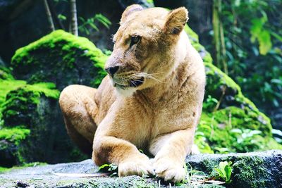 Close-up of lion relaxing outdoors