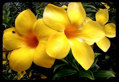 Close-up of yellow flowers