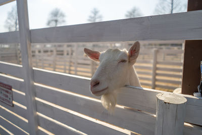 View of an animal against blurred background