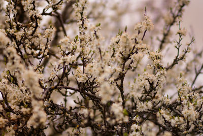 Close-up of white flowers