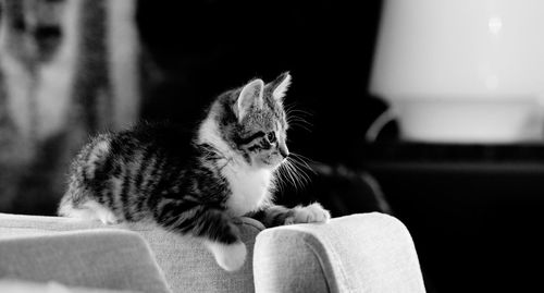 Side view of kitten sitting on chair at home