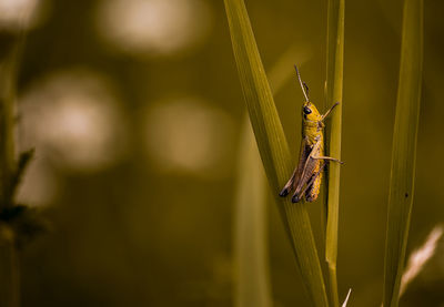 Close-up of damselfly on leaf