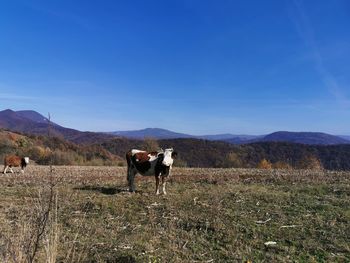 Horses in a field