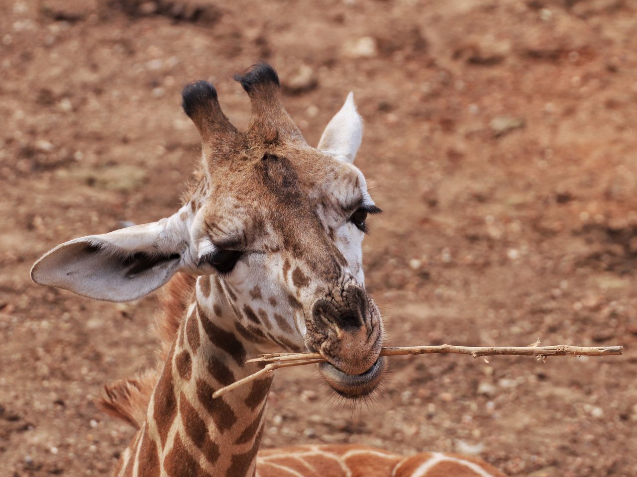 Young Girraffe