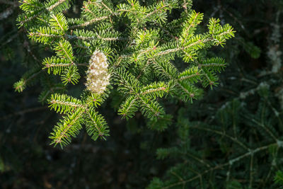 Close-up of fern leaves