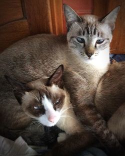 Portrait of cat