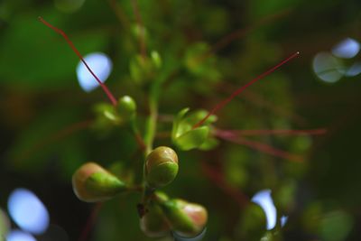 Close-up of fresh green plant