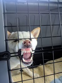 Close-up of a dog looking away