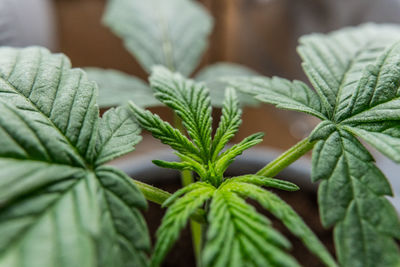 Close-up of fresh green plant