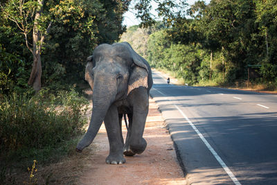 Front view of wild elephant walking along main road. habarana in sri lanka.