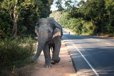 Close-up of elephant