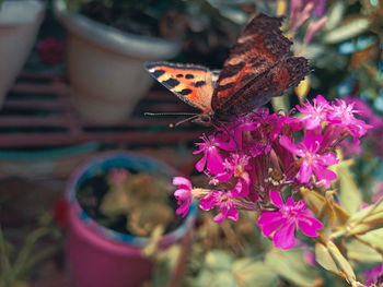 Butterfly on flower