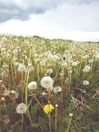 Close-up of flowers growing in field