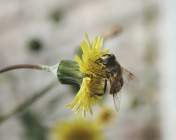 Close-up of bee on yellow flower