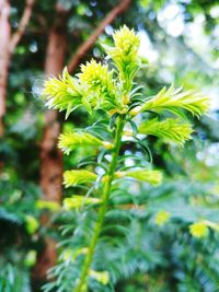 Close-up of flowering plant