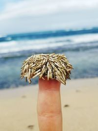 Cropped hand of person with dried plants at beach