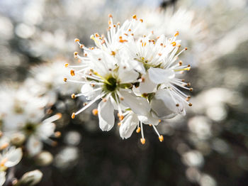 Close-up of white flowers blooming outdoors