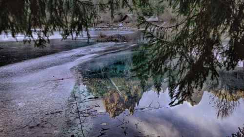 Reflection of trees in puddle