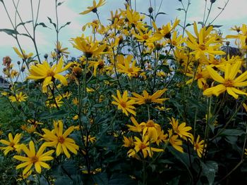 Yellow flowers blooming on field