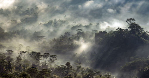 Low angle view of trees in forest against sky