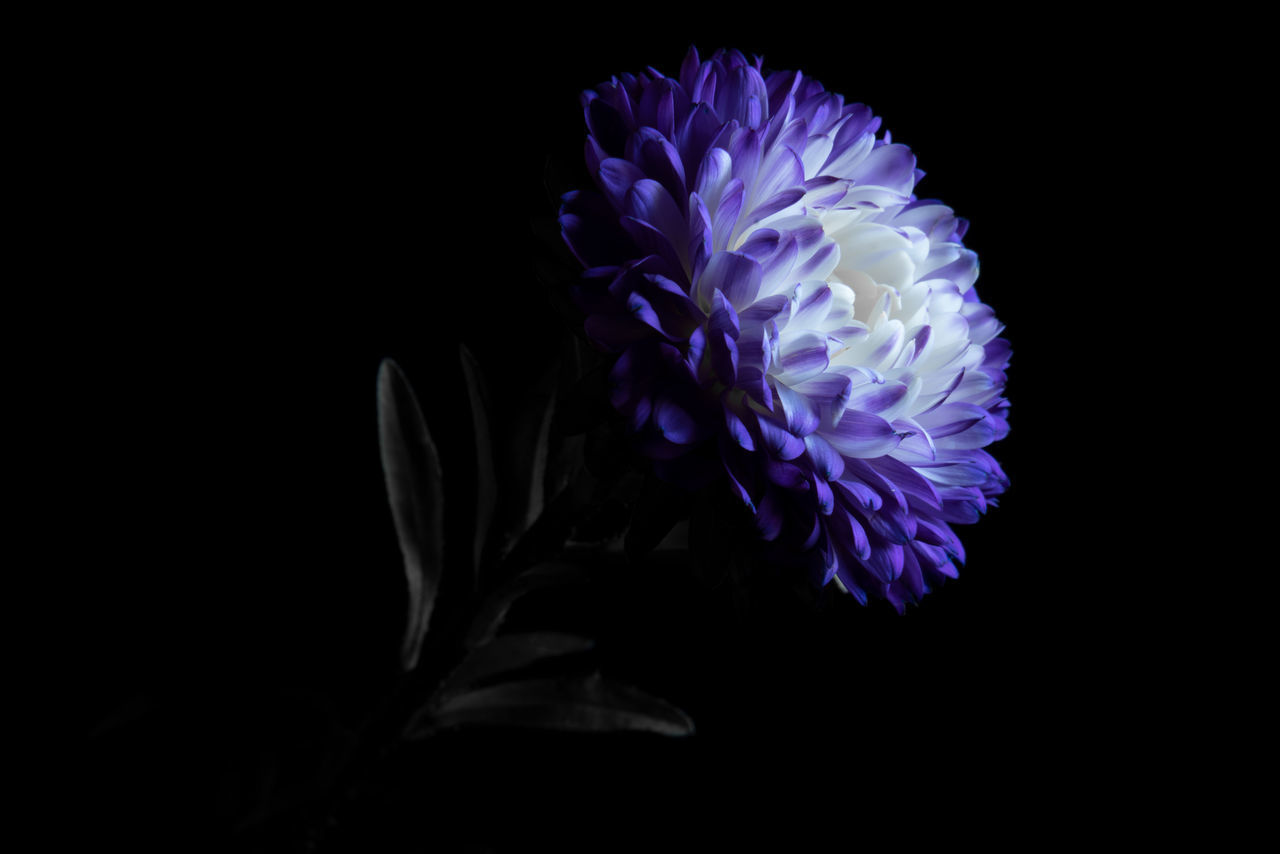 CLOSE-UP OF PURPLE FLOWER IN BLACK BACKGROUND