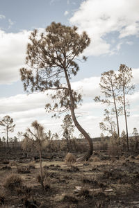 Trees on field against sky