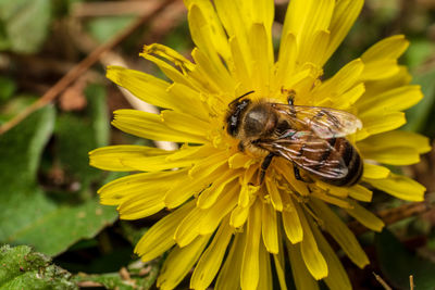 Close-up of bee pollinating on yellow flower