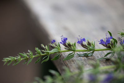 Close-up of purple flowering plant