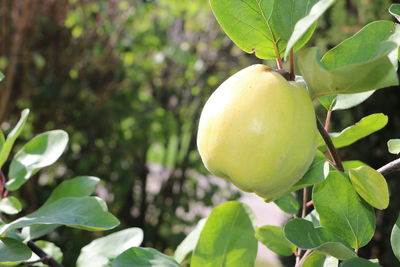 Close-up of apple growing on tree