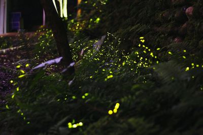 Close-up of illuminated plants at night