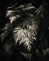 Close-up of pine tree branch