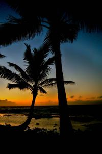 Silhouette of palm trees at beach