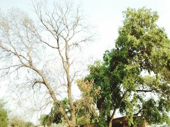 Low angle view of trees against sky