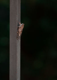 Close-up of a bird perching on a pole