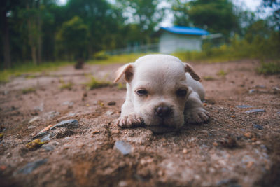 Close-up portrait of a dog