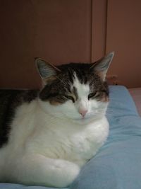 Close-up of cat relaxing on bed at home