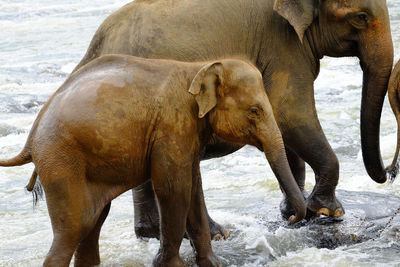 Parent and child elephants walking in the river. pinnawala elephant orphanage sri lanka