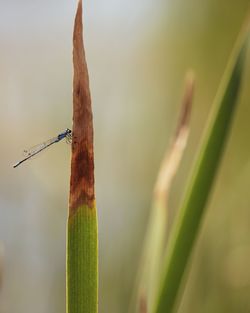 Close-up of lizard on grass