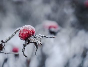 Close-up of frozen berries