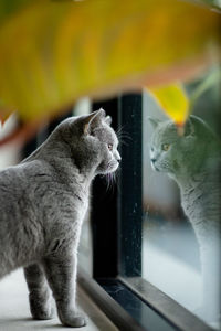 Close-up of a cat looking through window