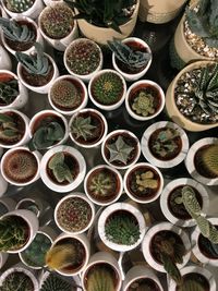 High angle view of potted plants