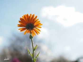 Close-up of yellow flower blooming against sky