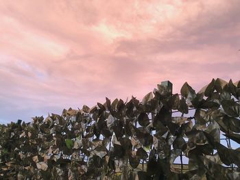 Flowering plants on field against sky during sunset