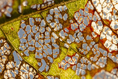 Low angle view of leaves on tree