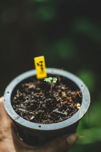 Close-up of hand holding potted plant