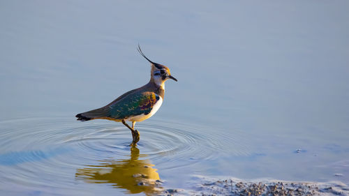 Close-up of bird in lake