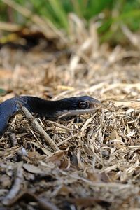 Close-up of snake on field
