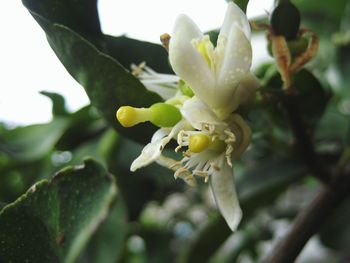 Close-up of white flower growing outdoors