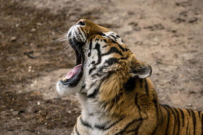 Close-up of a tiger in zoo